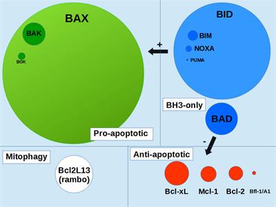 Non-phosphorylatable mutants of Ser184 lead to incomplete activation of Bax